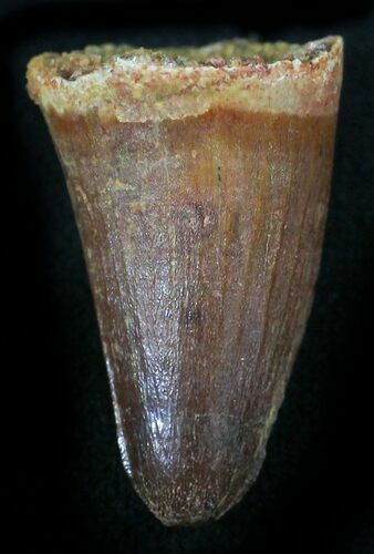 Cretaceous Fossil Crocodile Tooth - Morocco #26292